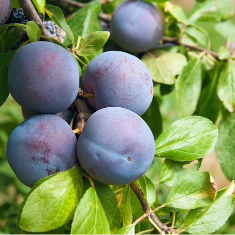 ArbreXpert-Lac-St-Jean-Service-Taille-Arbre-Fruitier