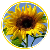 Residences-Tournesiol-du-Lac-Logo